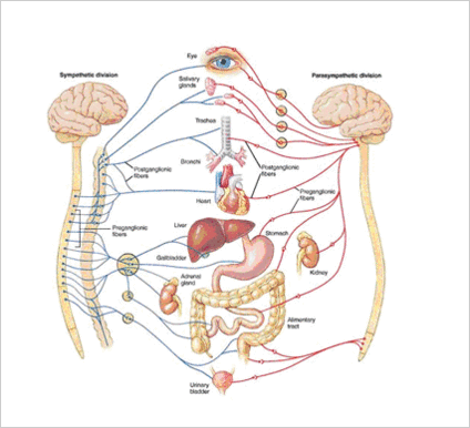 内臓神経図.gif