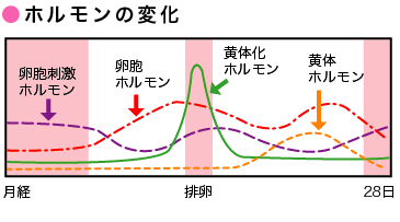 ホルモンの変化