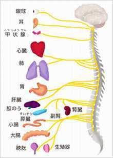 背骨と内臓.jpg